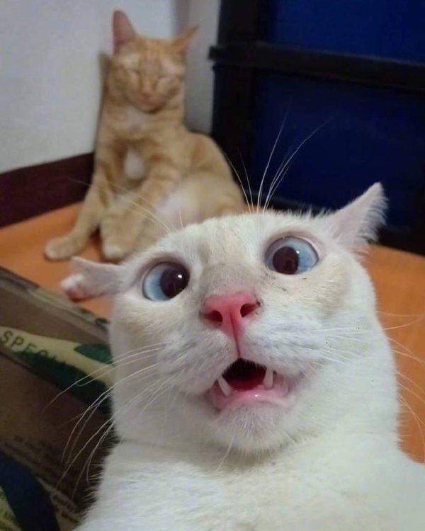 угарные коты