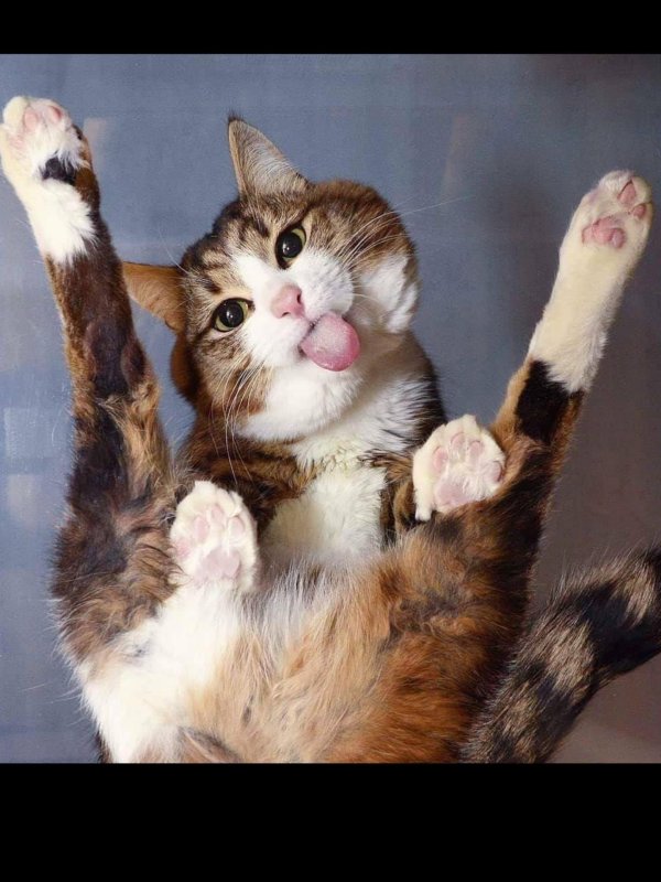 кошка веселая