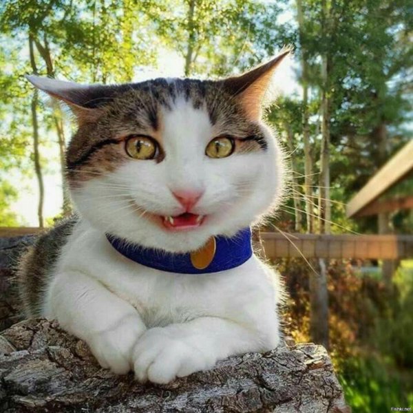 позитивные демотиваторы коты