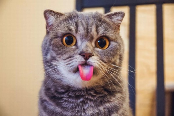 смешной котик