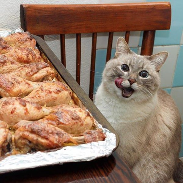 Кошки