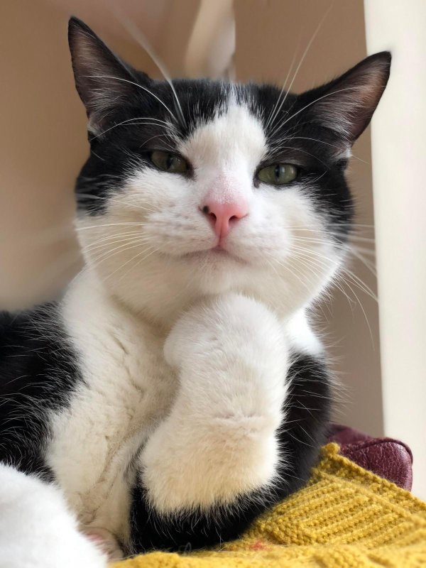 прикольные коты