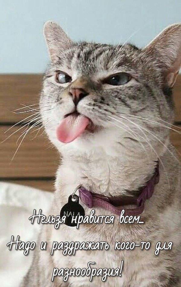 кот показывает язык