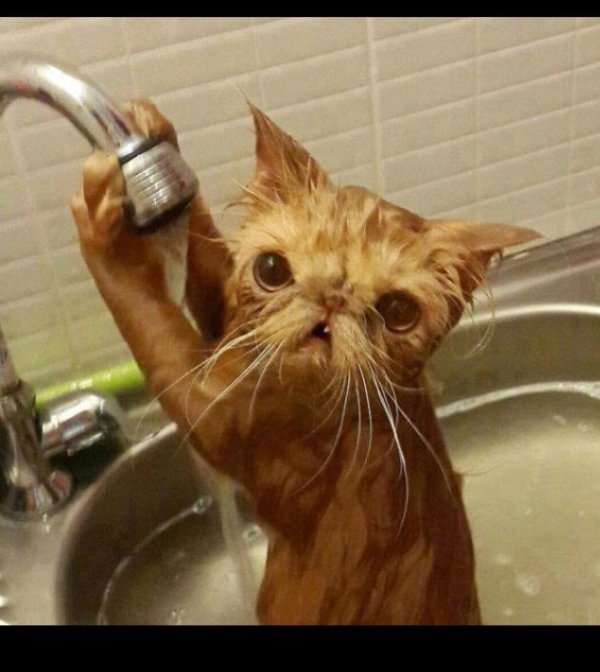 прикольные котики