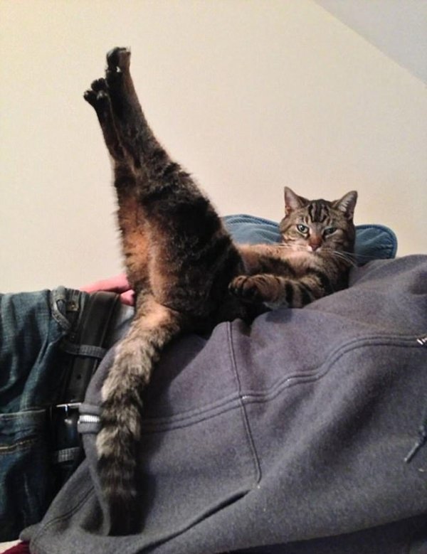 смешные позы котов