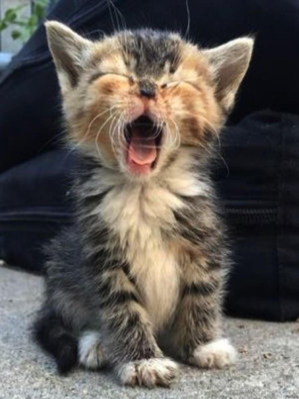 котенок веселый