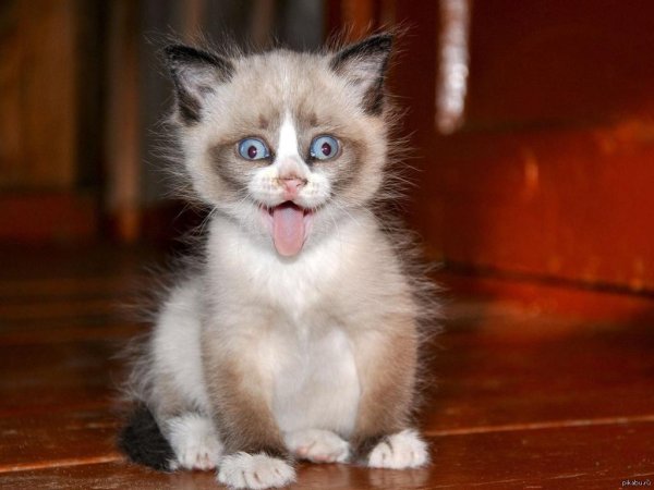 смешной котенок