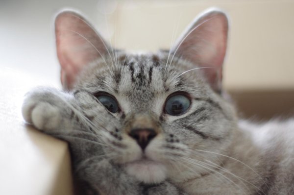 блю тебби пойнт тайская