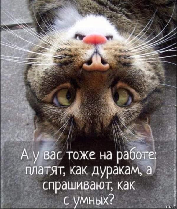 морда кота смешная