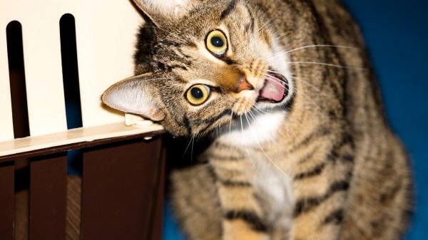 прикольные кошки