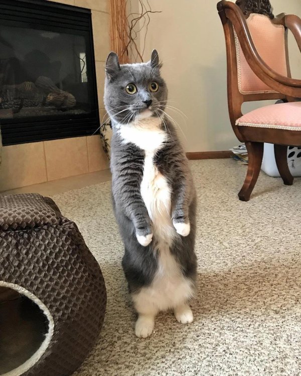 забавные кошки