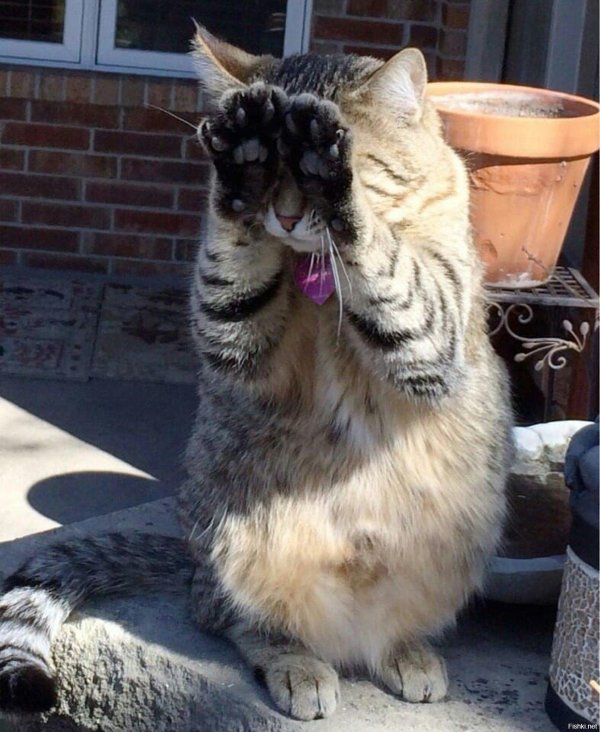 кошка прикольная