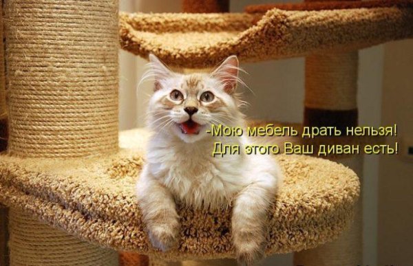 фото котиков прикольные с надписями