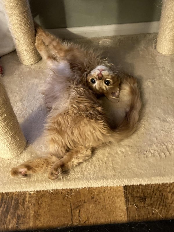 невероятная гибкость кошек