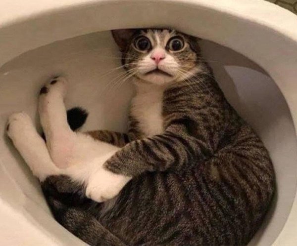 прикол с котами