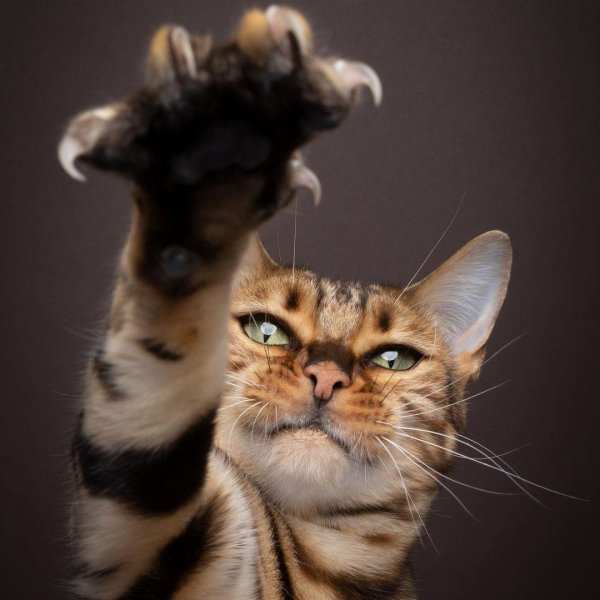 профессиональные фото кошек