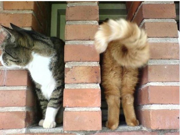 кошка прикольная