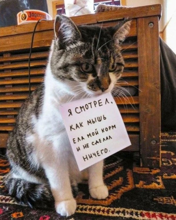 кошки юмор