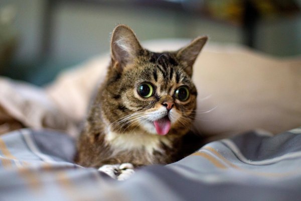 lil bub кошка
