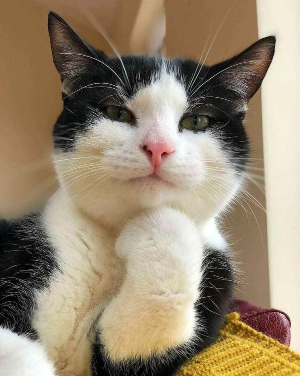 прикольные коты