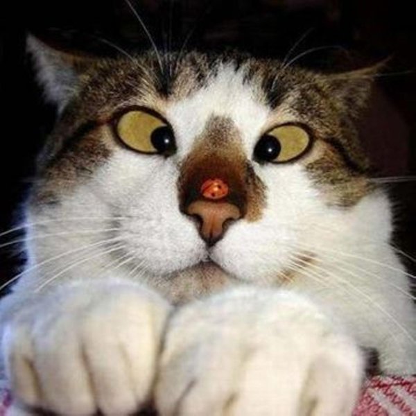 кошка прикольная