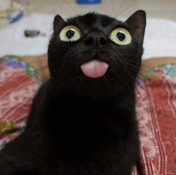 черная кошка смешная