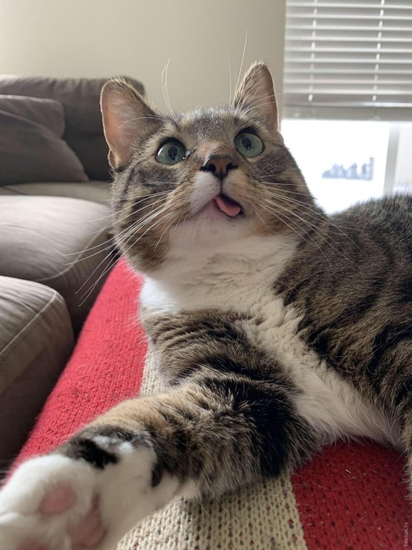 смешнявый котик