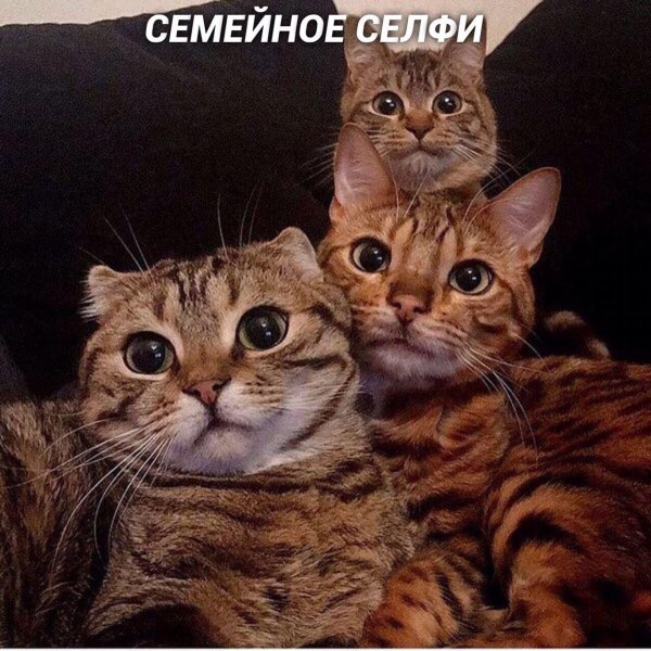 семья котов