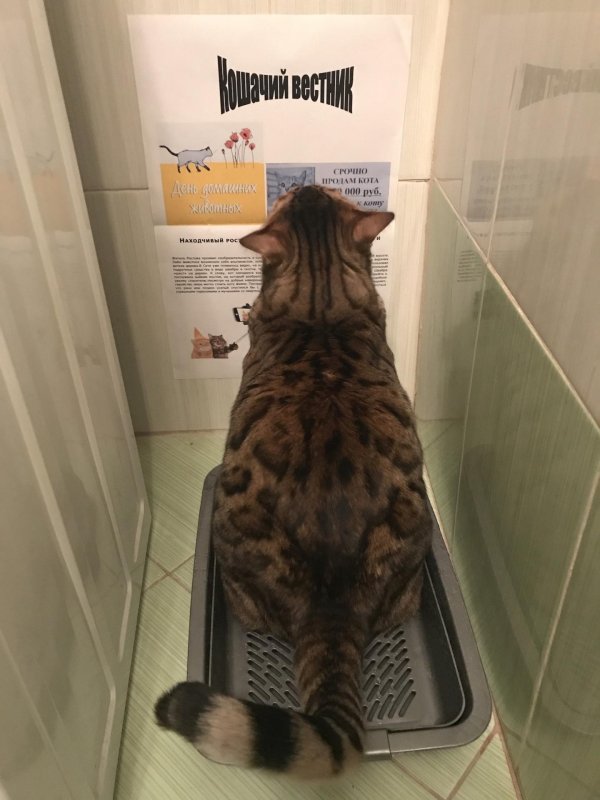 кошачий вестник