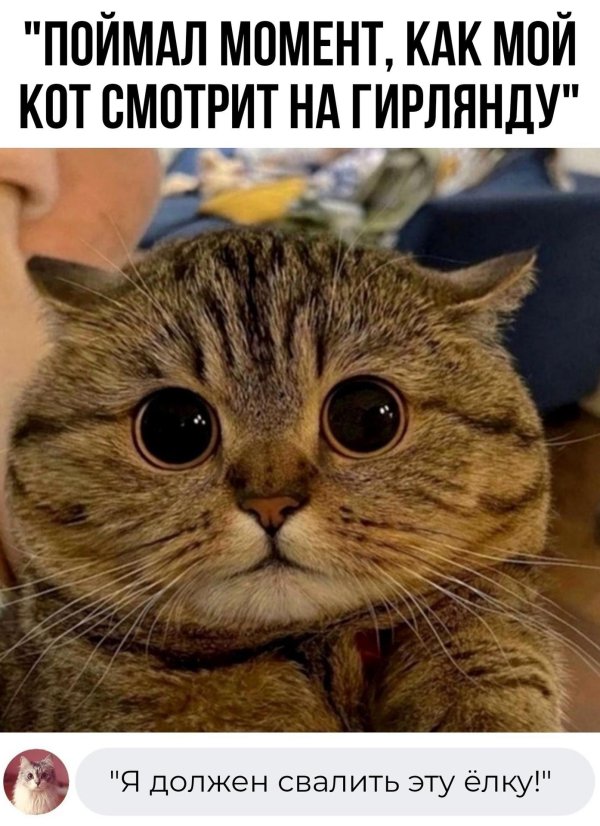 котики милые