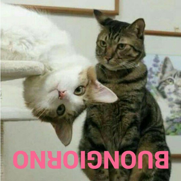 прикольные кошечки