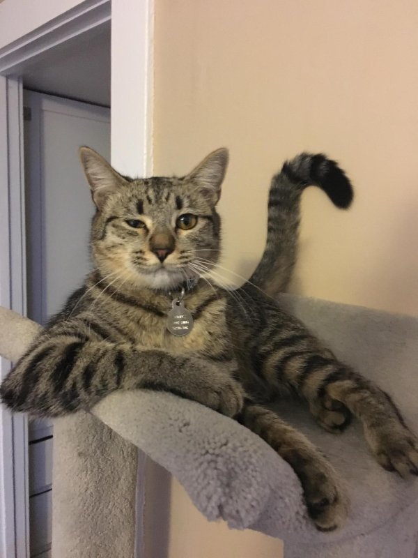 интересные кошки