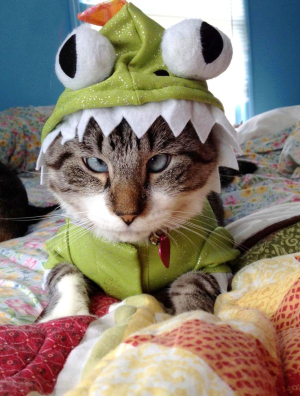 коты в костюмах