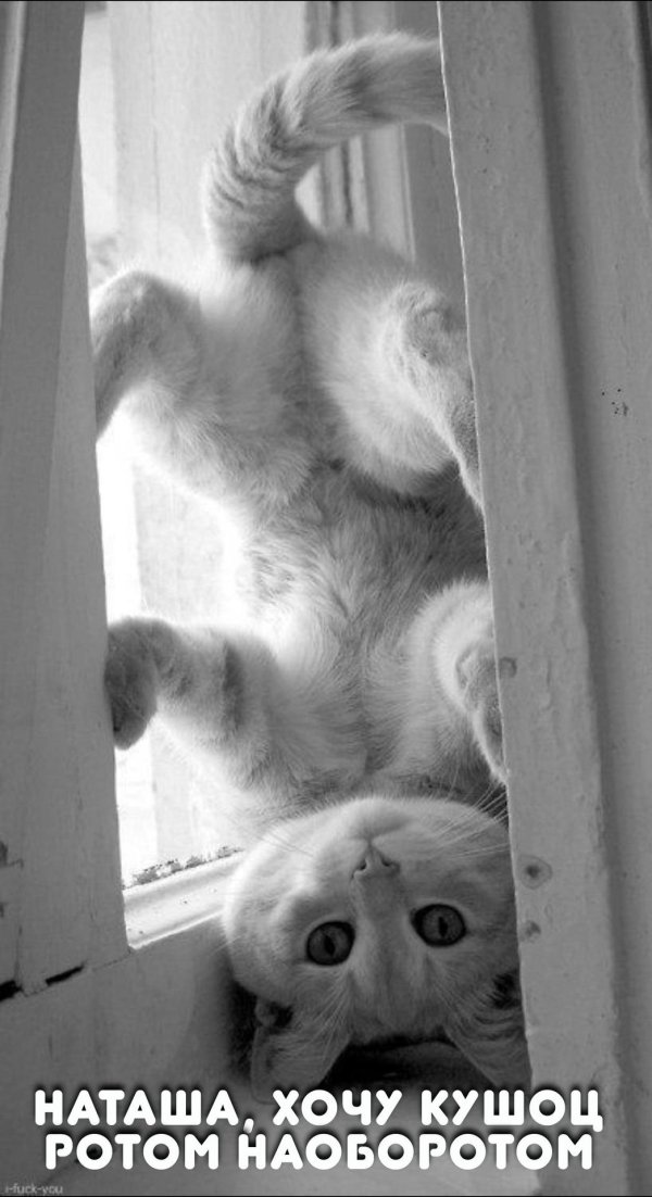 милые котики смешные