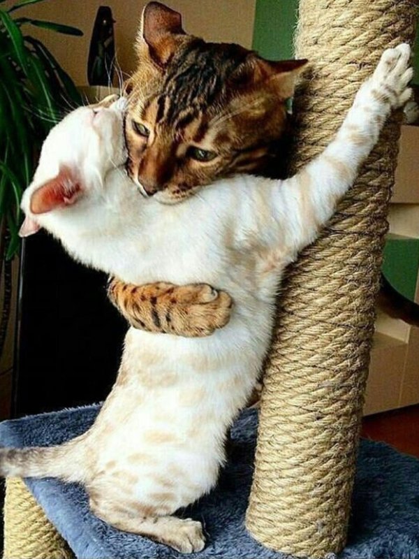 кошачьи обнимашки