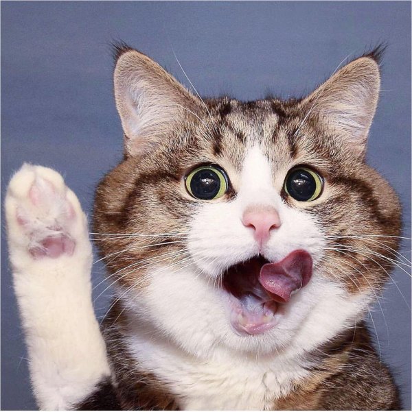 кошка веселая