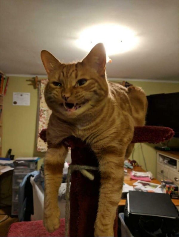 смешные картинки котиков