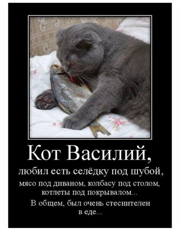 котики демотиваторы