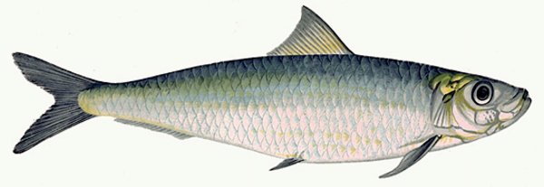 clupea pallasii