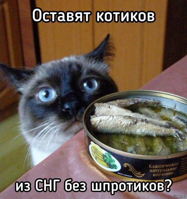 смешная килька