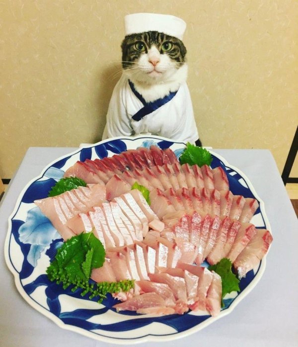 кот с селедкой