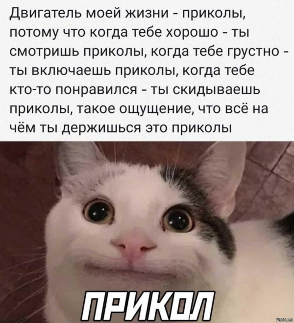 кота мем