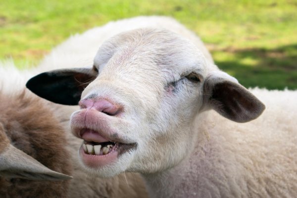 улыбка барана