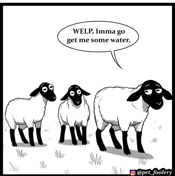 волк в овечьей шкуре