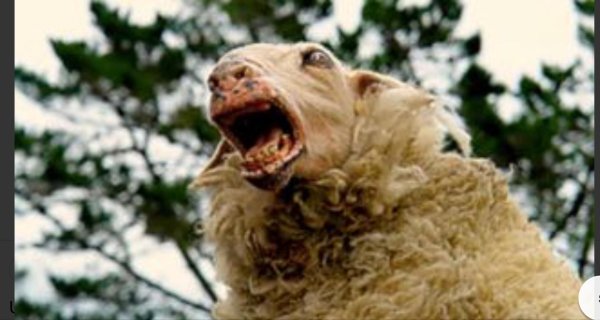 бешенство овец