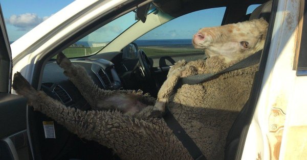 sheep in car