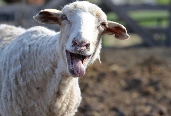 морда барана