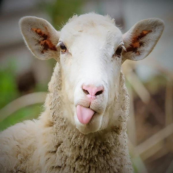 морда барана