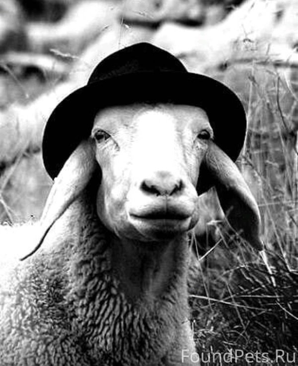 бергшаф порода овец