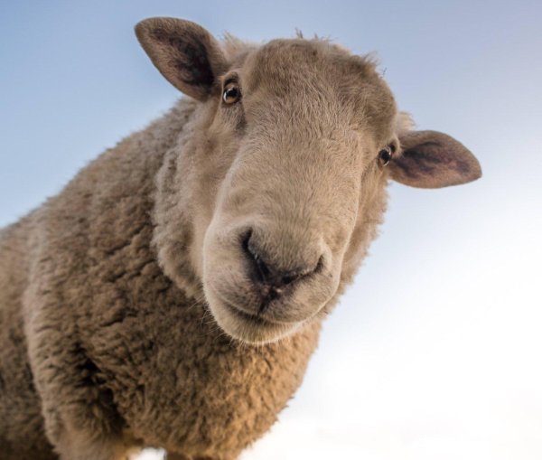 голова овцы